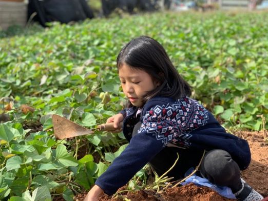 A child digging sweet potatoes out of the soil