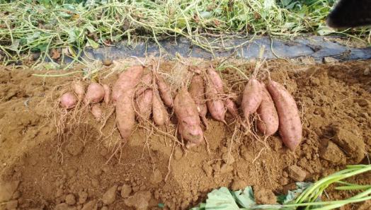 Freshly dug sweet potatoes