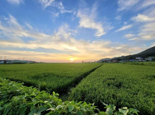 Rice paddies at sunset